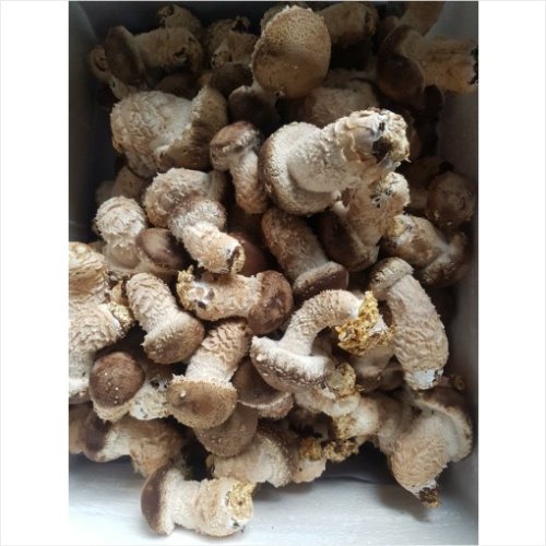두메산채원 송고버섯 500g 일반(중)사이즈